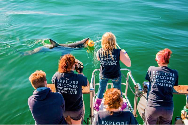 white shark population study