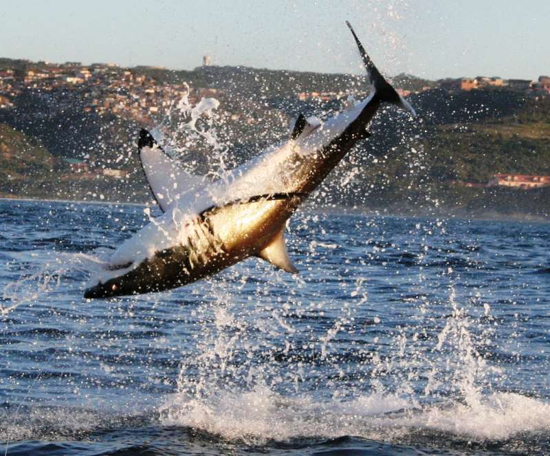 white sharks