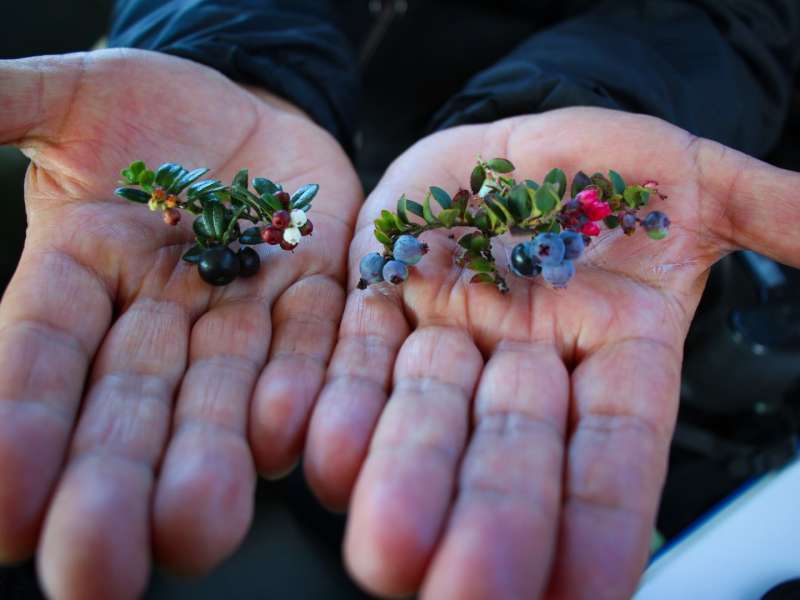 wild-mortino-berries-hands-paramo-ecuador
