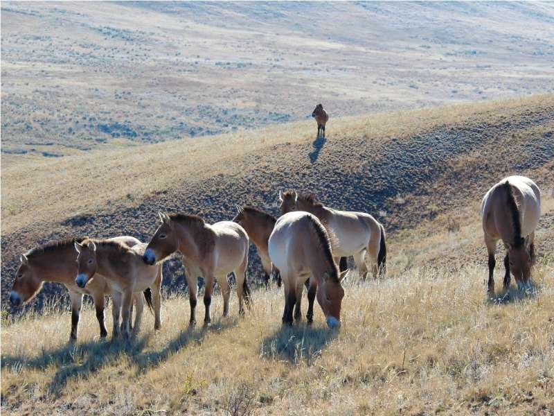 Wild Takhi horses in Mongolia