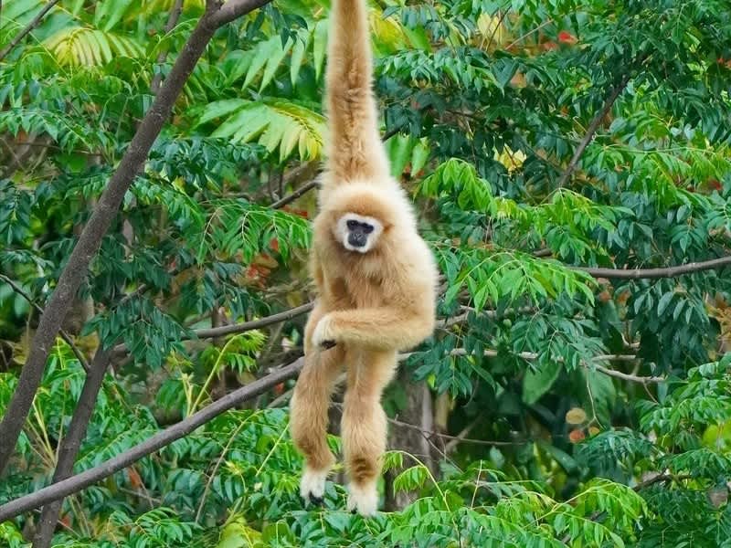 Wild white-handed gibbon in the forest canopy, northern Thailand