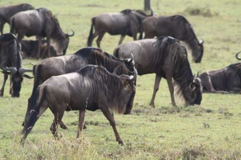 Animals