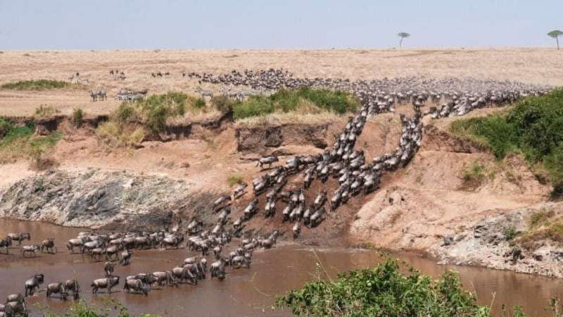 Wildebeest migration at masai Mara