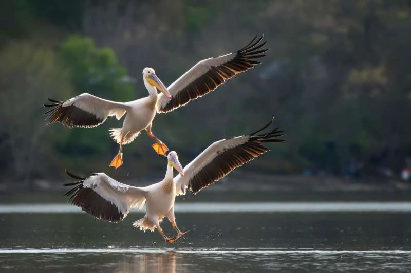 Wildlife in Bulgaria Black Sea