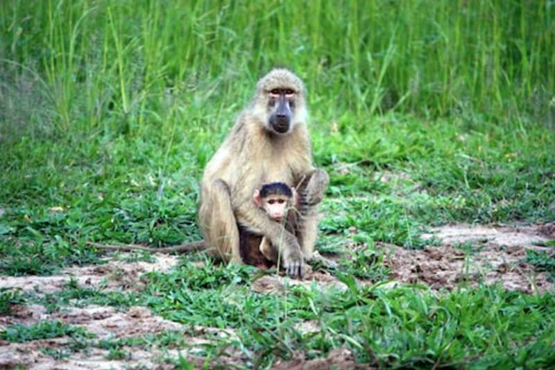 Wildlife Protection Program in South Africa