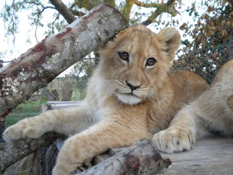 Wildlife Protection Program in South Africa