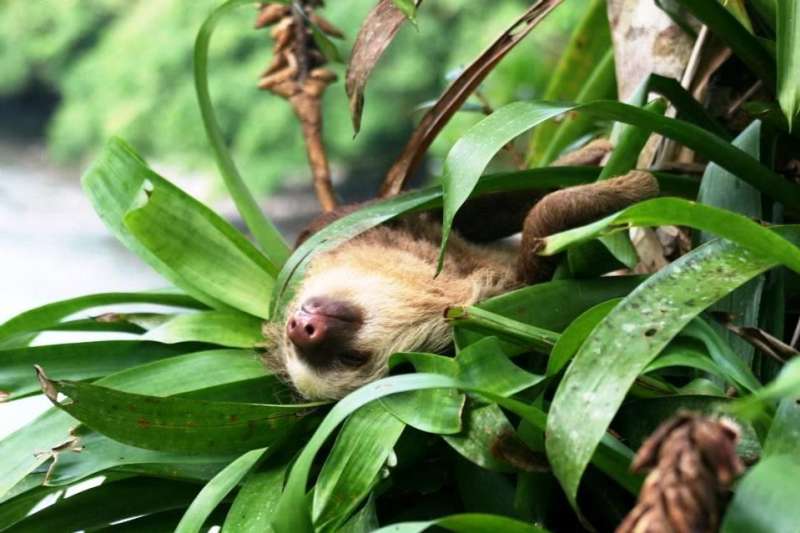 Wildlife Rescue Center in Costa Rica