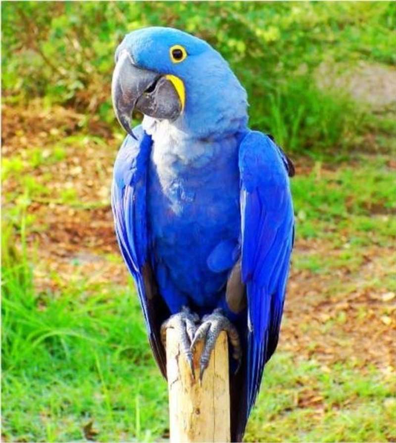 Wildlife Rescue Center in Costa Rica