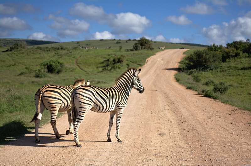 wildlife research internship