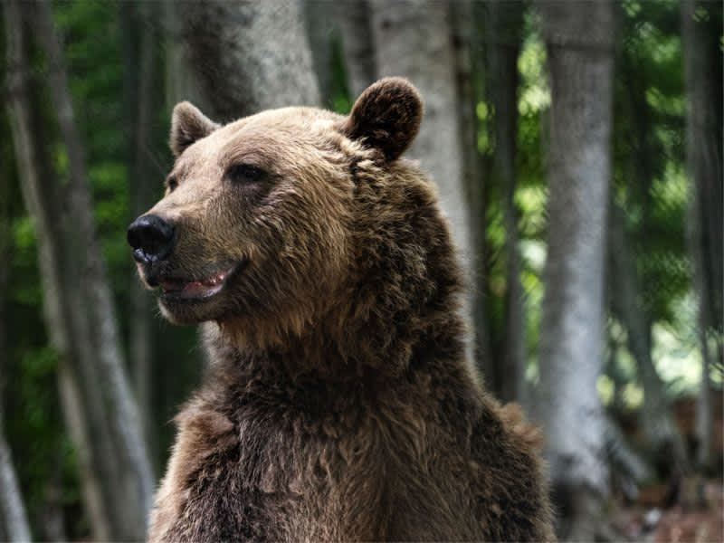 Wildlife Research