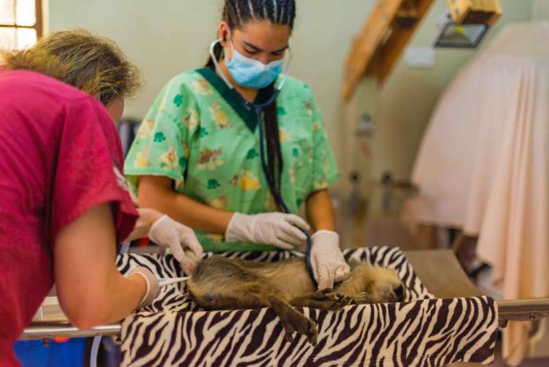 Wildlife Veterinary Internship in Malawi