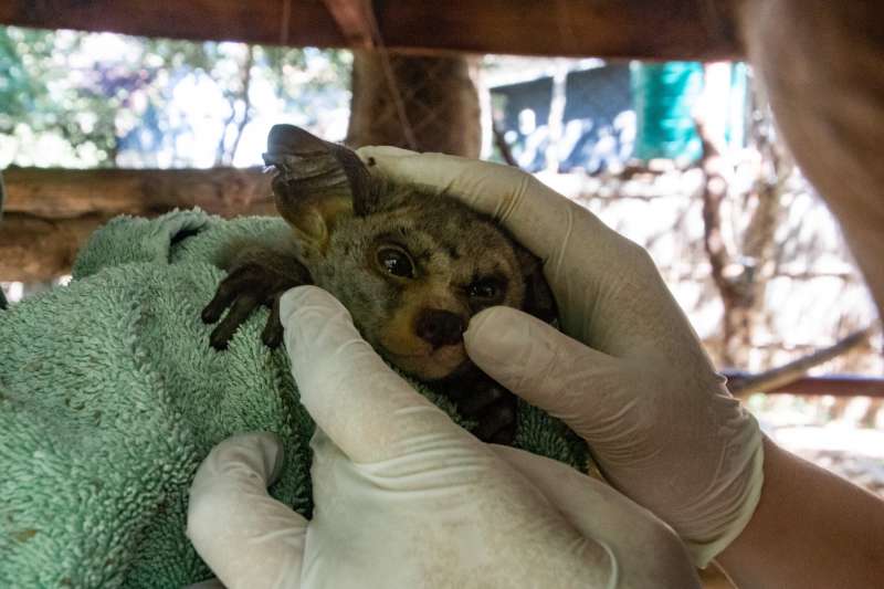 Wildlife Veterinary Internship in Malawi