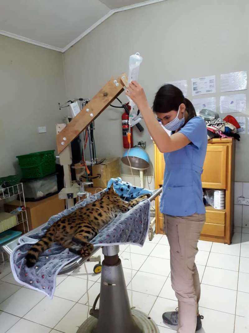 Wildlife Veterinary Internship in Malawi