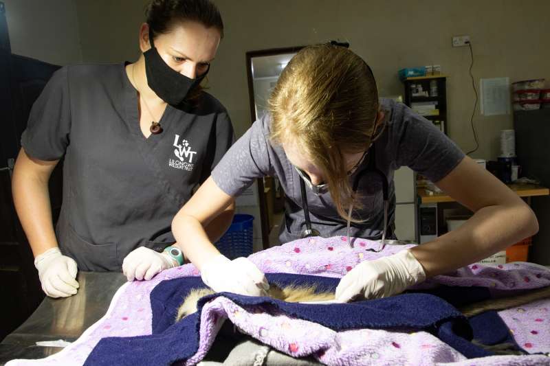 Wildlife Veterinary Internship in Malawi