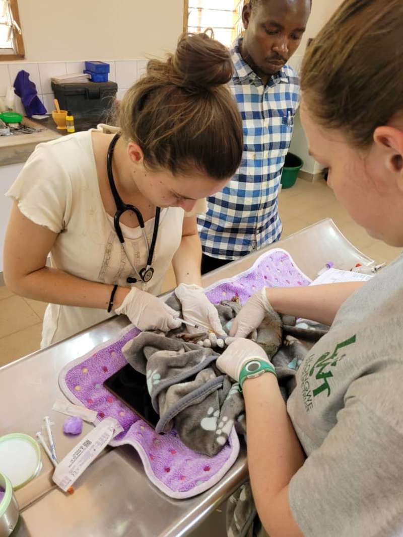 Wildlife Veterinary Internship in Malawi
