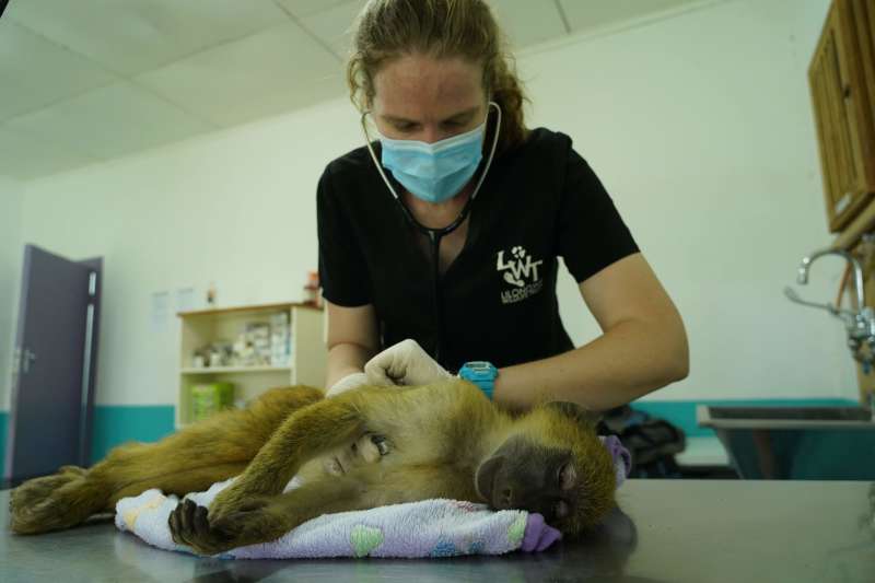 Wildlife Veterinary Internship in Malawi