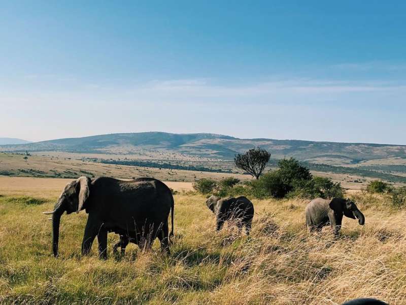 Wildlife Viewing in the Masai Mara - IMA Safaris