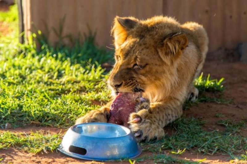 wildlife volunteering