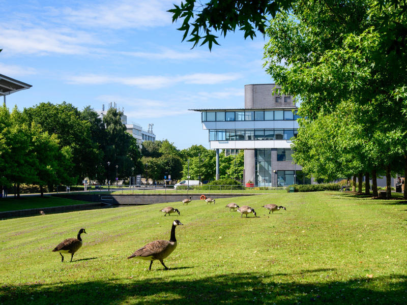 WMG building and wildlife on campus - Geese by the lake