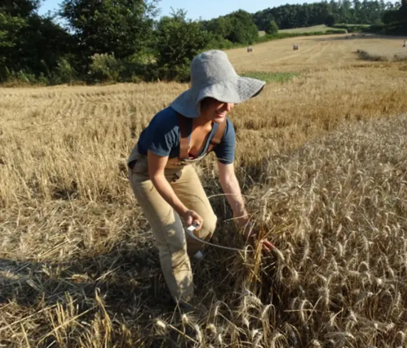 Woman cuts wheat in a field in Italy