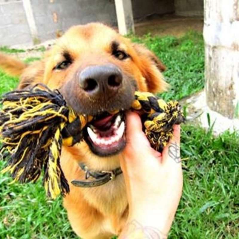 Veterinary Internship