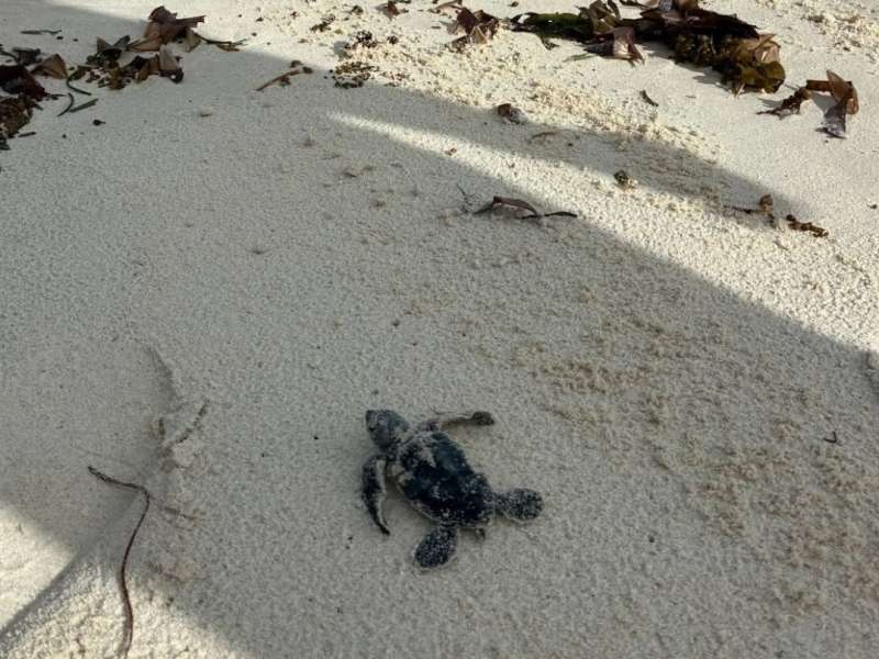 Young Turtle