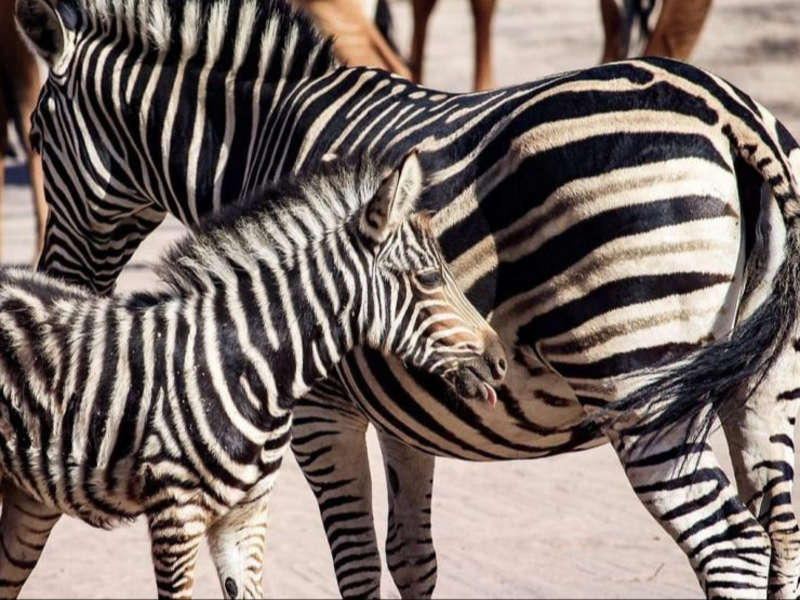 zebra