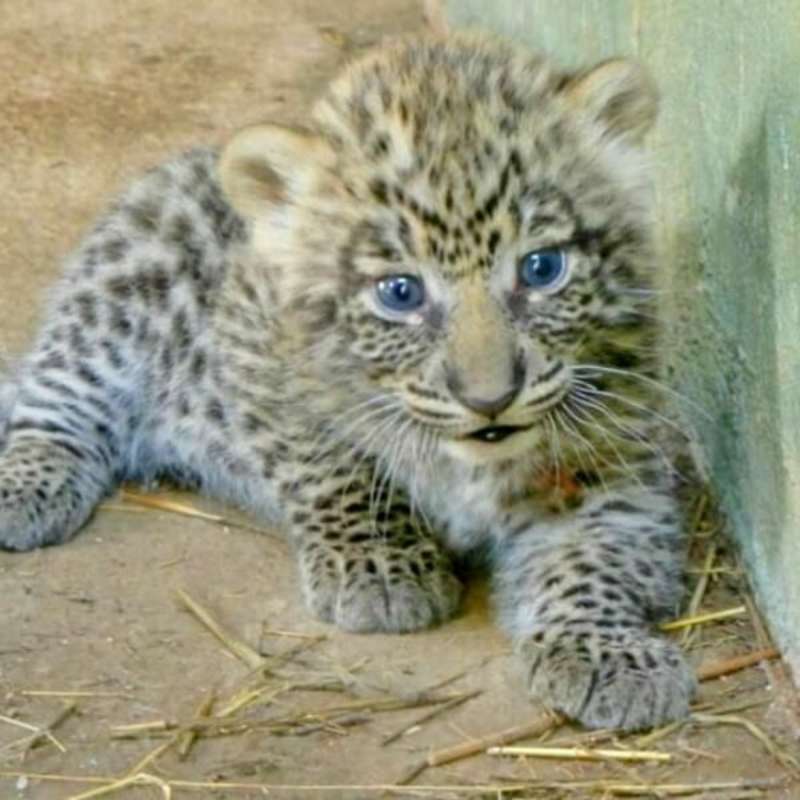 GoEco Zimbabwe - African Wildlife Orphanage