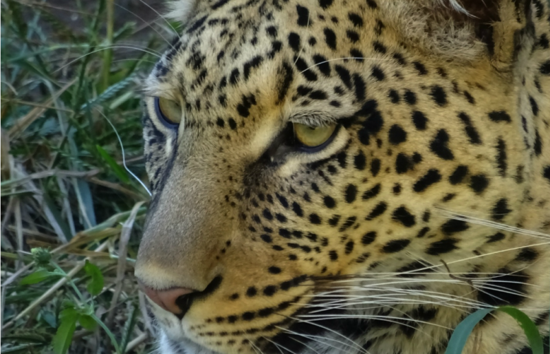 Zimbabwe - African Wildlife Orphanage