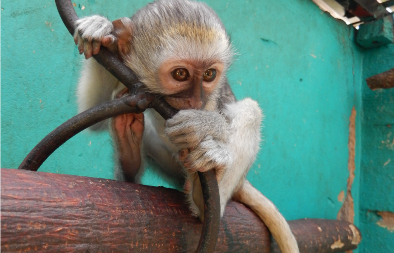 Zimbabwe - African Wildlife Orphanage