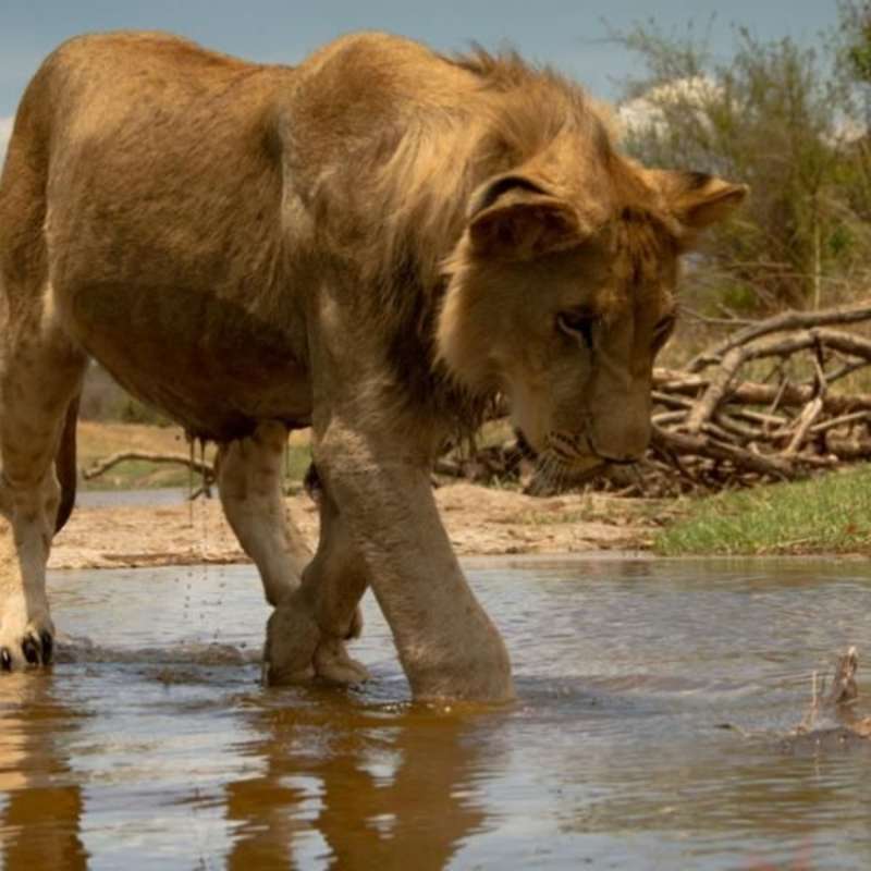 Zimbabwe - Wildlife Photography and Conservation in Victoria Falls